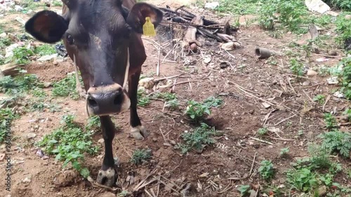 Cow in India searching for food in the dry land filled with trash photo