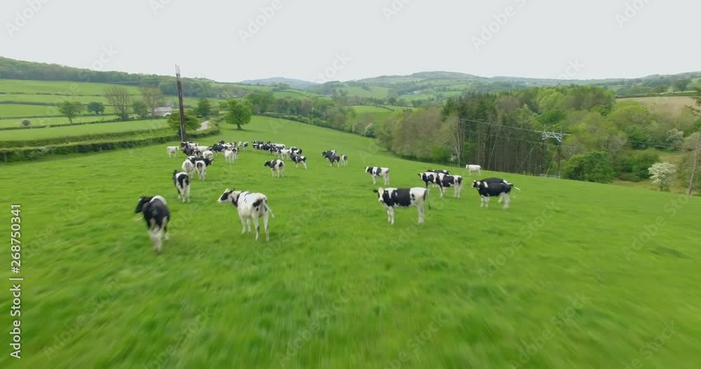 Fast flyover of cows grazing pasture before milking