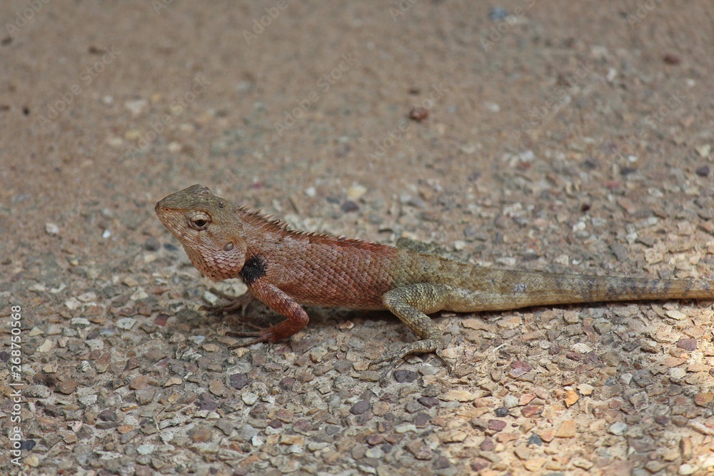 Chameleon, it is the reptiles that has small-sized, can run fast, see it general in THAILAND. Chameleon, it is the reptiles that has small-sized, can run fast, see it general in THAILAND.