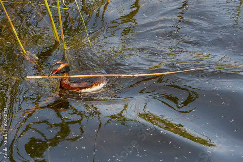 Horned Grebe in a pond photo