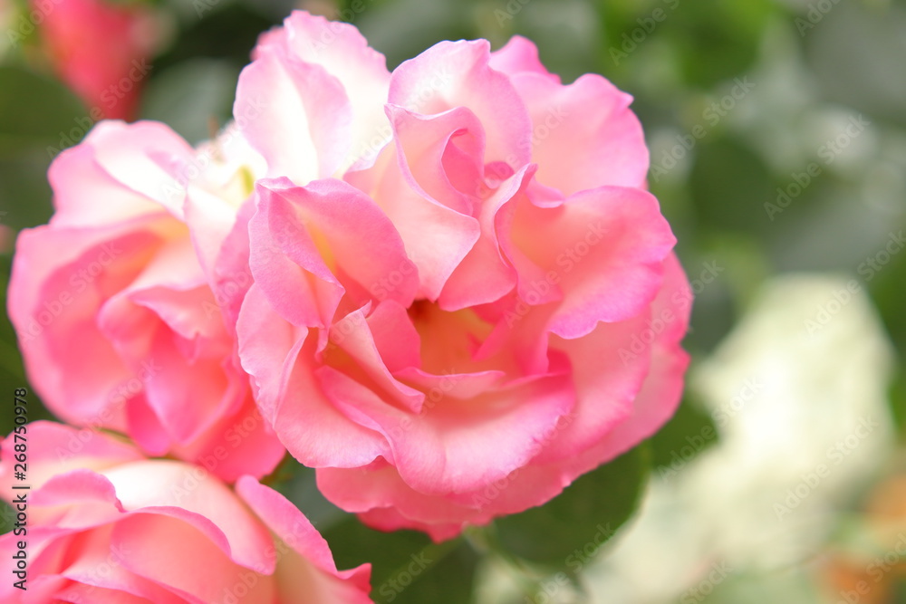 Obraz premium ピンク色の薔薇の花
