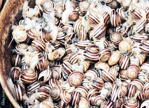 Raw snails alive for sale in the fish market Pescheria of Catania  Sicily  Italy.