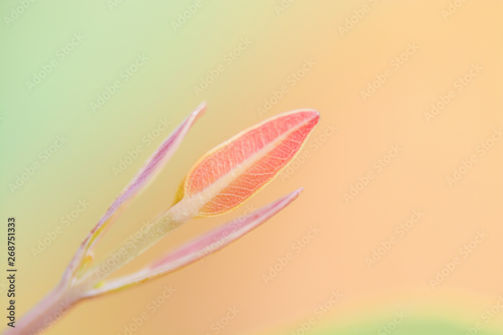 Eucalyptus leaves. branch eucalyptus tree nature background Eucalyptus leaves. branch eucalyptus tree nature background