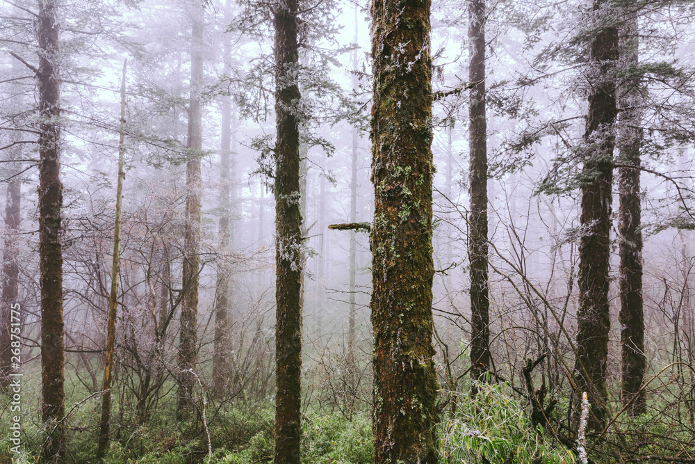 Fototapeta premium pine trees in fog on mountain