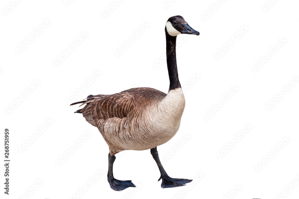 16,380 Canada Goose Stock Photos, High-Res Pictures, and Images - Getty  Images