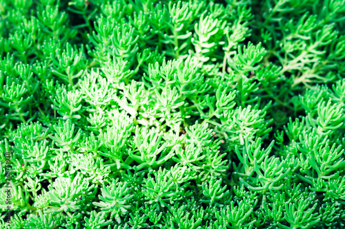 Sedum  succulent plant with green leaves texture background  plants in a garden.