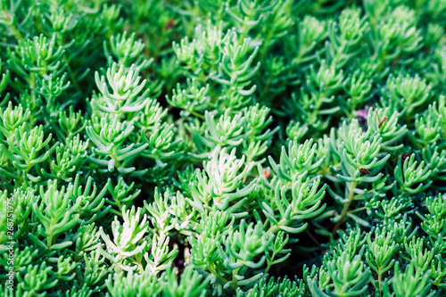 Sedum  succulent plant with green leaves texture background  plants in a garden.