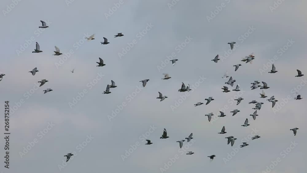 flock of speed racing pigeon flying against cloudy sky flock of speed racing pigeon flying against cloudy sky