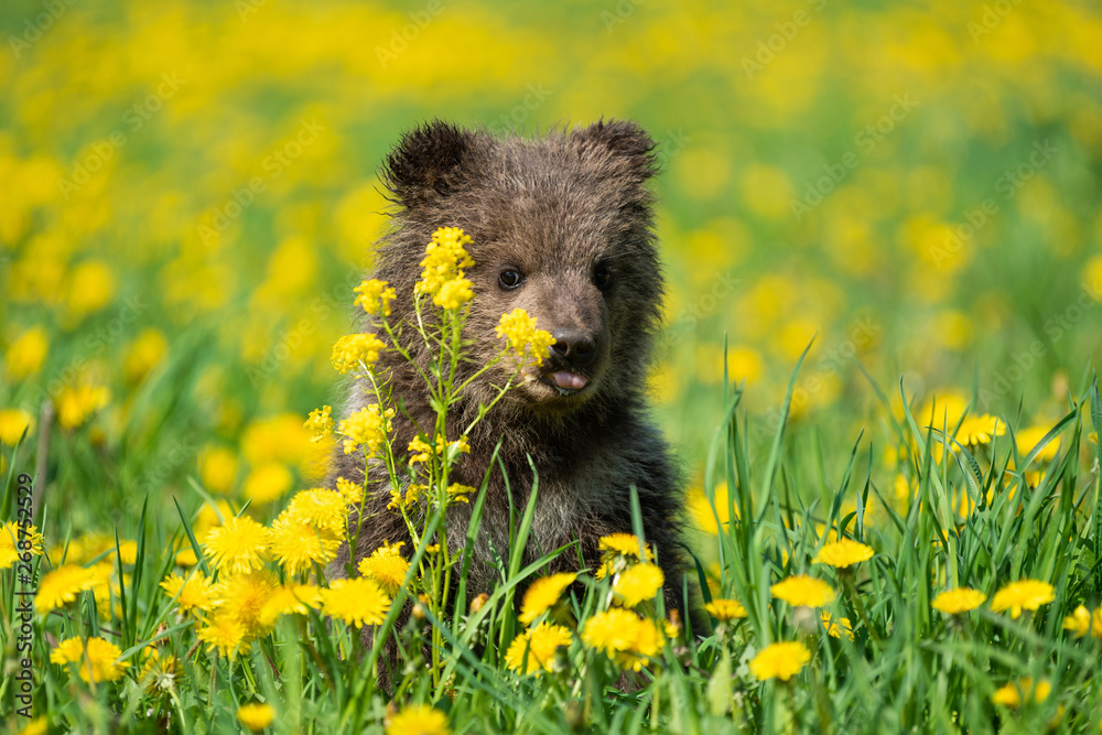 Brown bear cub playing on the summer field Brown bear cub playing on the summer field