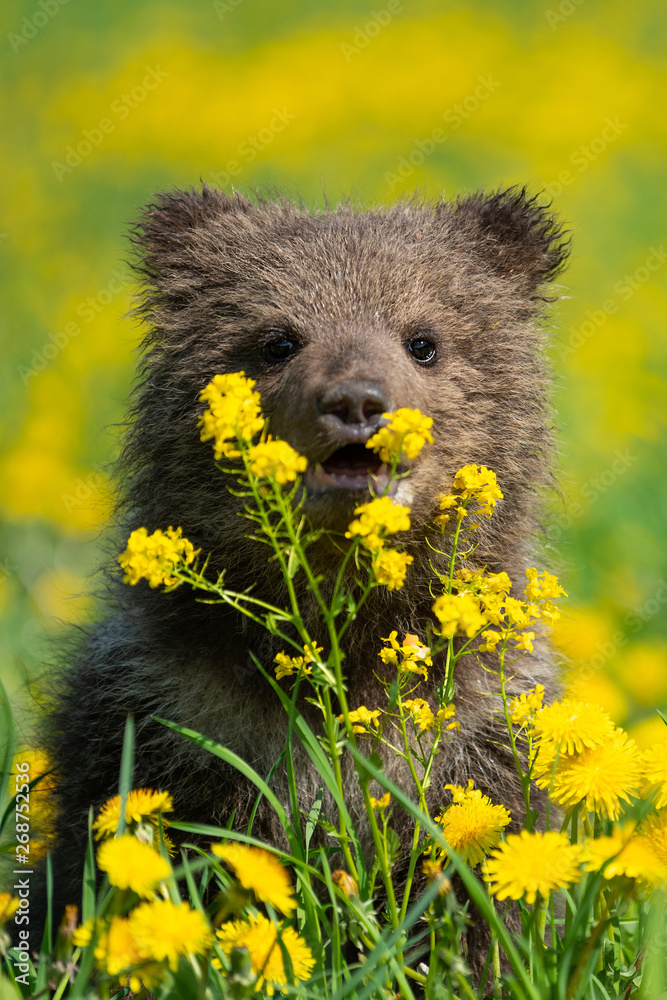 Brown bear cub playing on the summer field Brown bear cub playing on the summer field