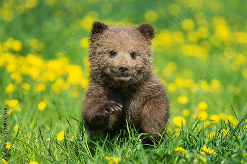 Brown bear cub playing on the summer field