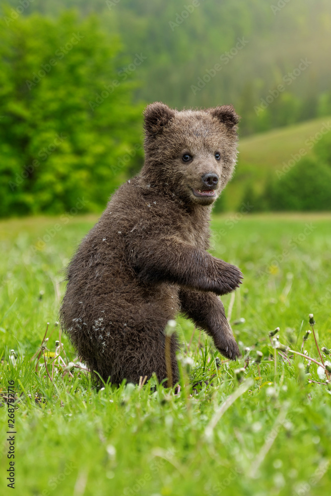 Brown bear cub playing on the summer field Brown bear cub playing on the summer field