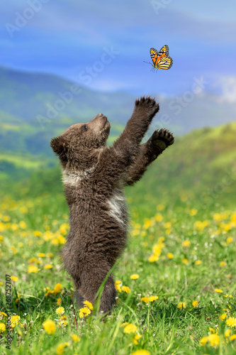 Fototapeta Naklejka Na Ścianę i Meble -  Brown bear cub playing on the summer mountain with butterfly