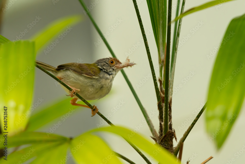 Bird building their nest in breeding period..Common tailorbird holding white fiber from lady palm in bill perching on branch with natural green blurred background.. Bird building their nest in breeding period..Common tailorbird holding white fiber from lady palm in bill perching on branch with natural green blurred background..