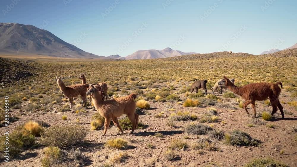 Slow motion group of beautiful Llamas in the highlands of Atacama Desert, Chile, South America Slow motion group of beautiful Llamas in the highlands of Atacama Desert, Chile, South America