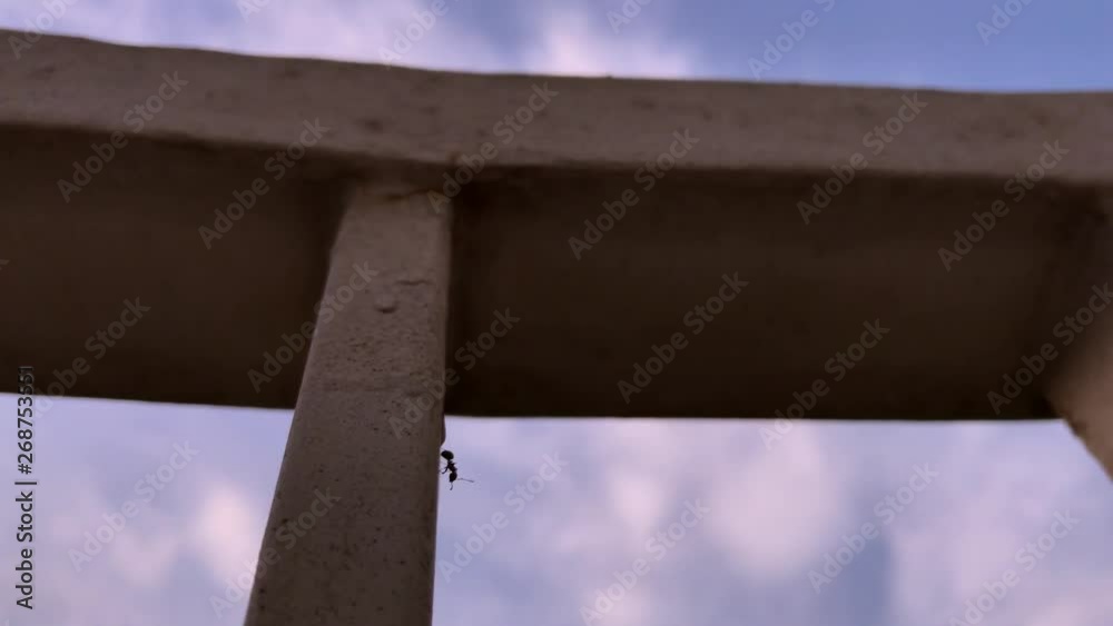 A close up view facing the sky of an ant walking on the fence. A close up view facing the sky of an ant walking on the fence.