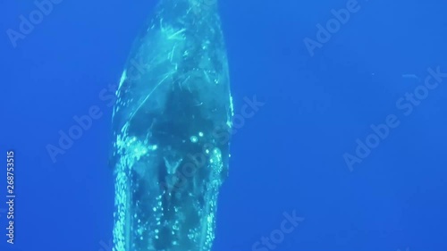 A large humpback whale rotates slowly all the way around, showing scars on her back in the Maui ocean. photo