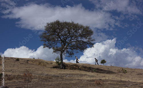 El árbol de la vida 