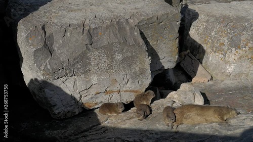 Family of Rock Hyrax baking in the sun on rocks