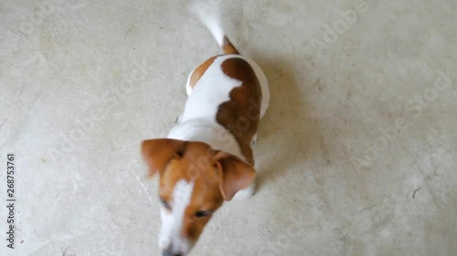 Cute Jack Russel puppy inquisitively looking up at camera wagging its tail