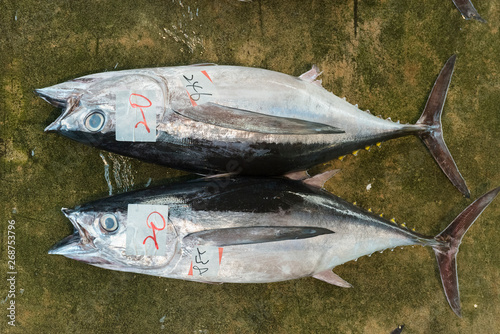 Giant tuna fish is selling in Katsuura fish market, Wakayama, Japan
