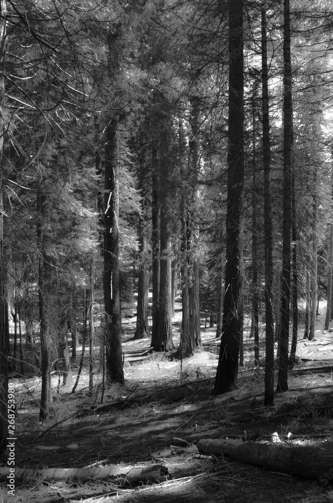 Obraz premium Black and White Trees at Park
