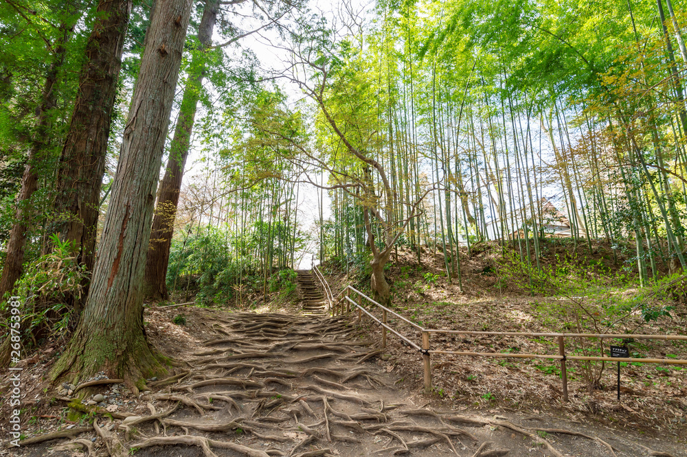 Obraz premium 【岩手平泉】中尊寺大長寿院への小径