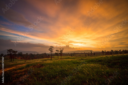 sunset on field and meadow green grass with rural countryside road and tree background