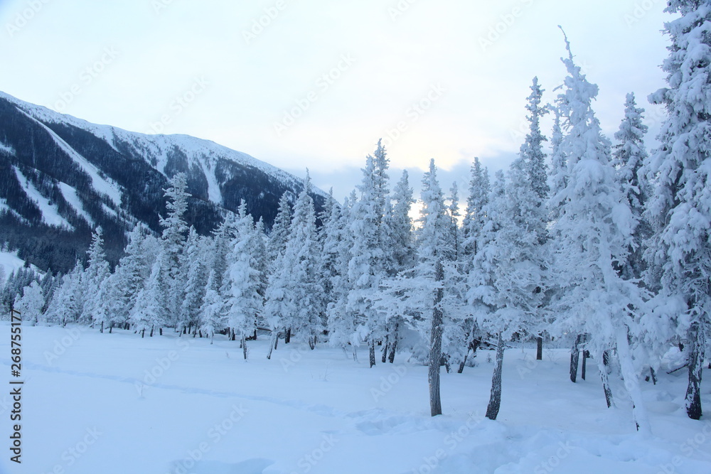 snowy trees