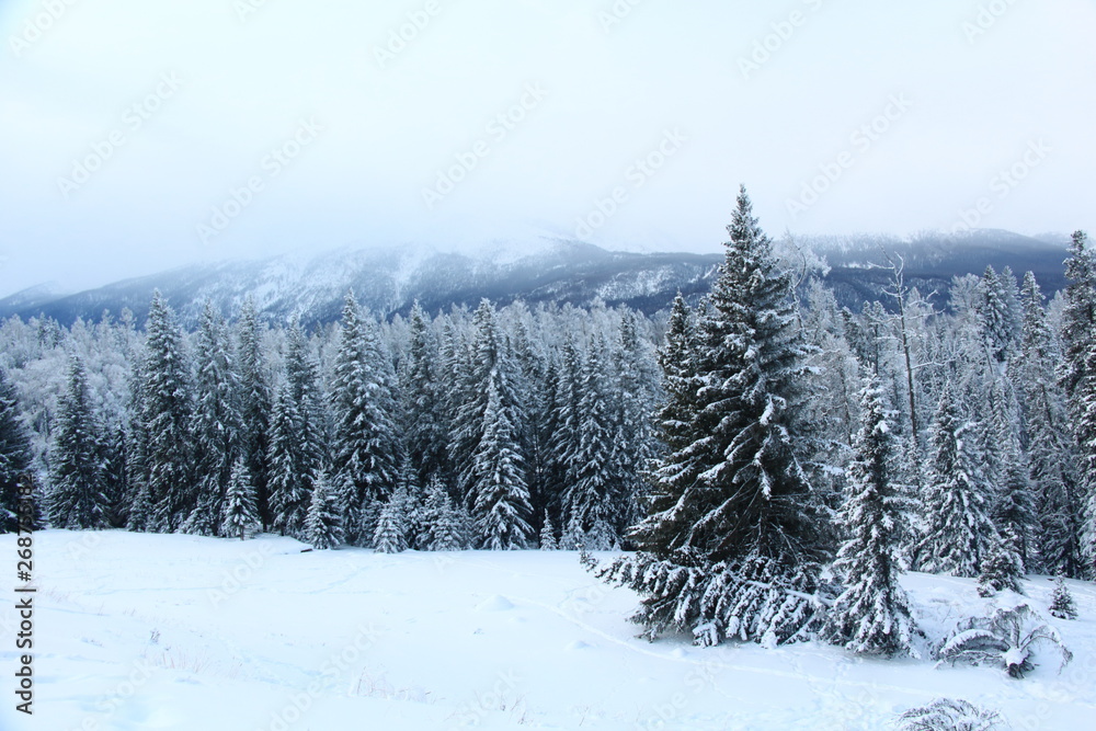 Fototapeta premium winter landscape with trees and snow
