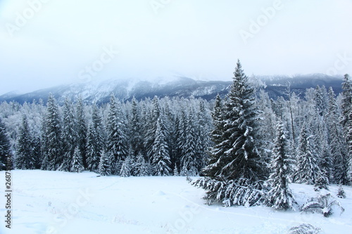 winter landscape with trees and snow © tan_peijun