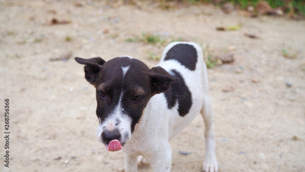 Homeless dog, Portrait of puppy relaxing on the sand beach, laying, in Thailand, Space for text in template 