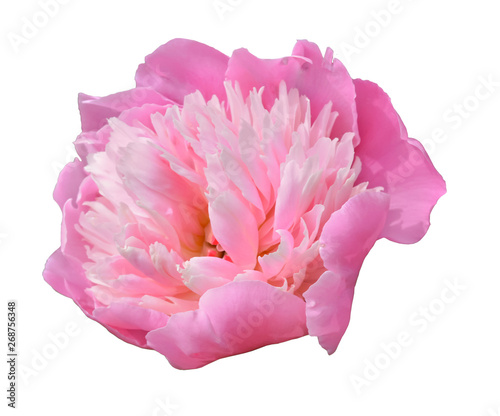 Pink peony closeup, flower on white background, isolate.