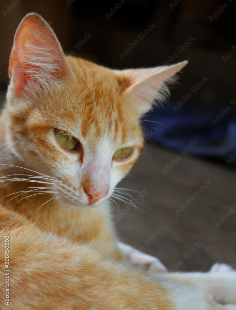 Fototapeta premium A cat looking at something