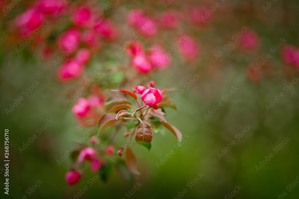 pink Apple blossom in the garden