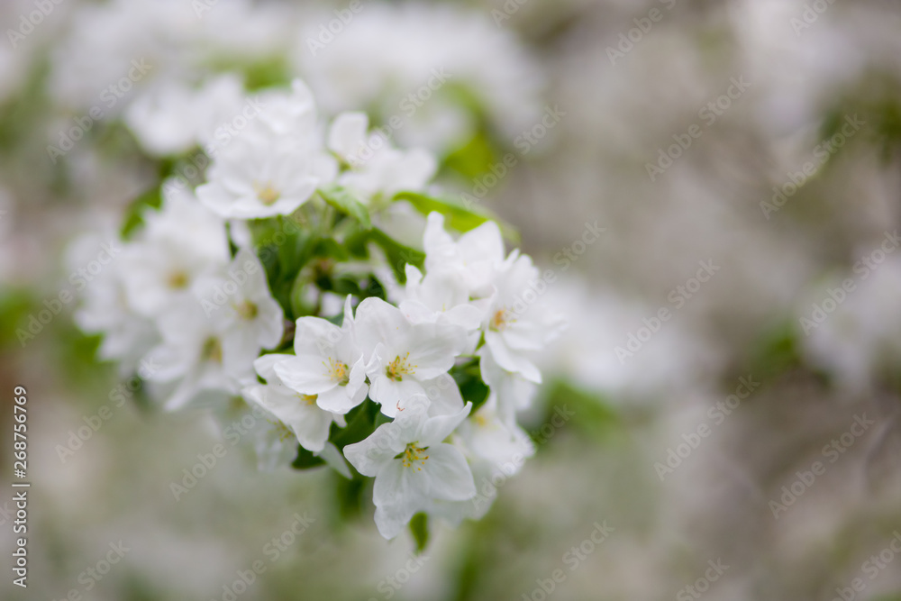 white flowers of a tree in spring