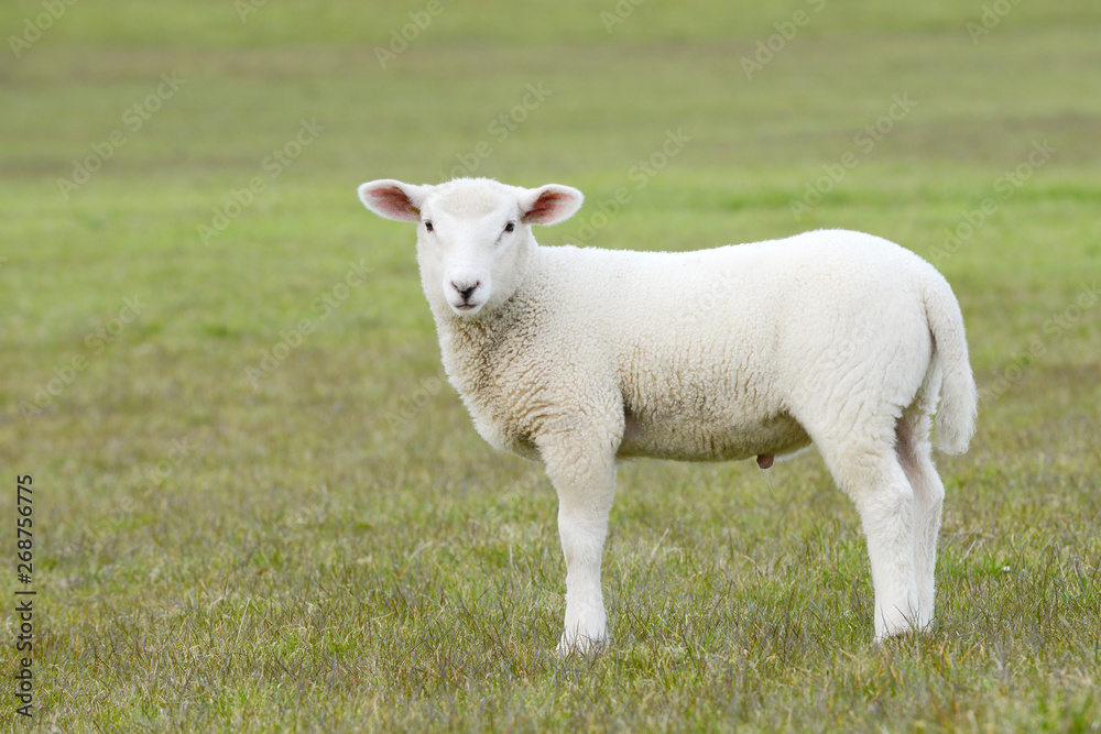 white sheep lamb standing on pasture
