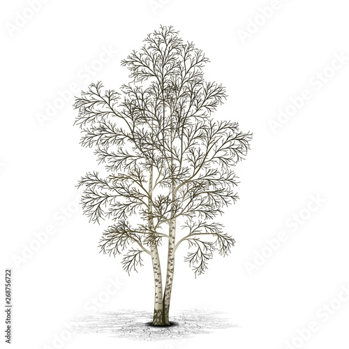 detached tree birch without leaves with shadow