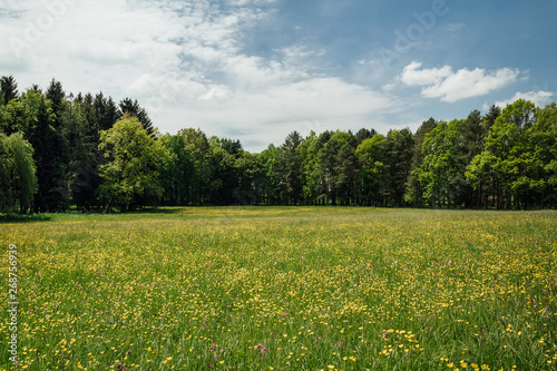 Nice summer meadow with yellow flower and trees, Czech landcape