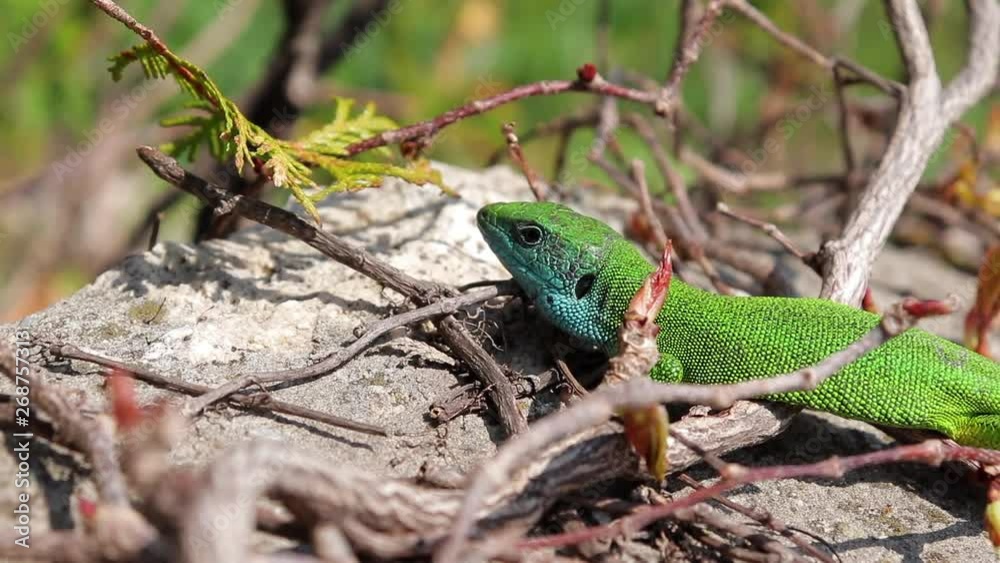 Profil Of A Green Lizard Monitoring Its Environment, Tongue Out Profil Of A Green Lizard Monitoring Its Environment, Tongue Out