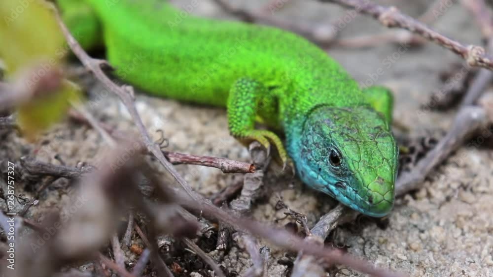 Close Up Of A Small Green Lizard Under The Sun - Ant Besides It Close Up Of A Small Green Lizard Under The Sun - Ant Besides It