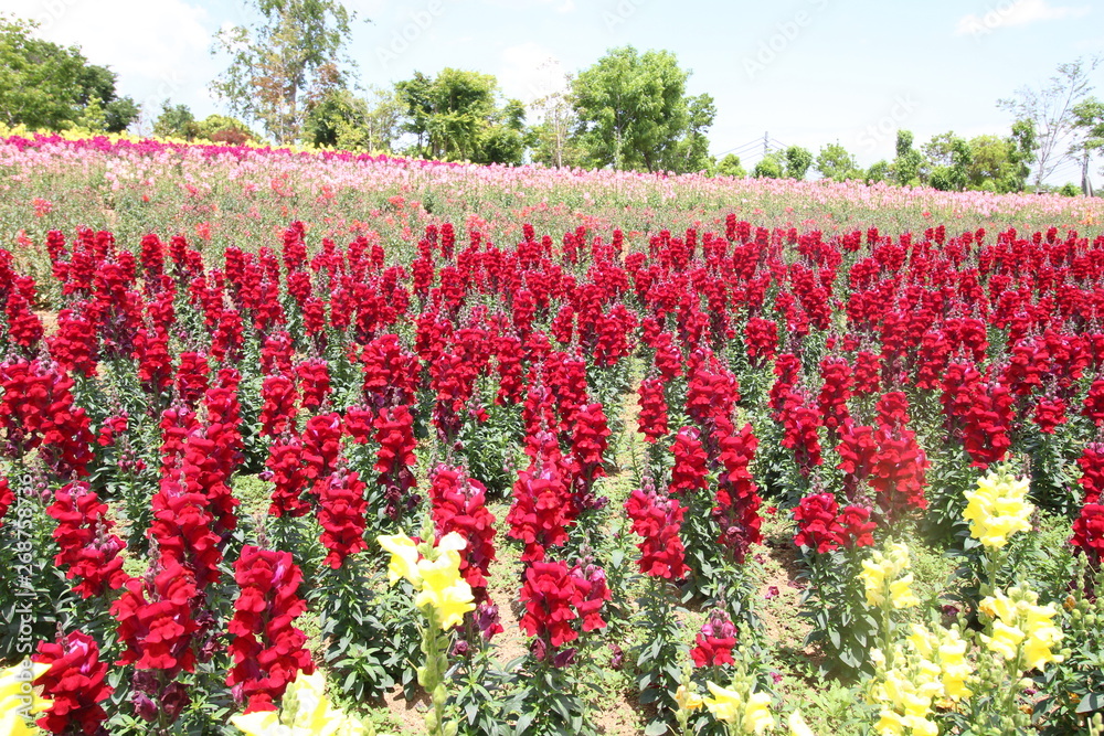 綺麗に咲いた薔薇