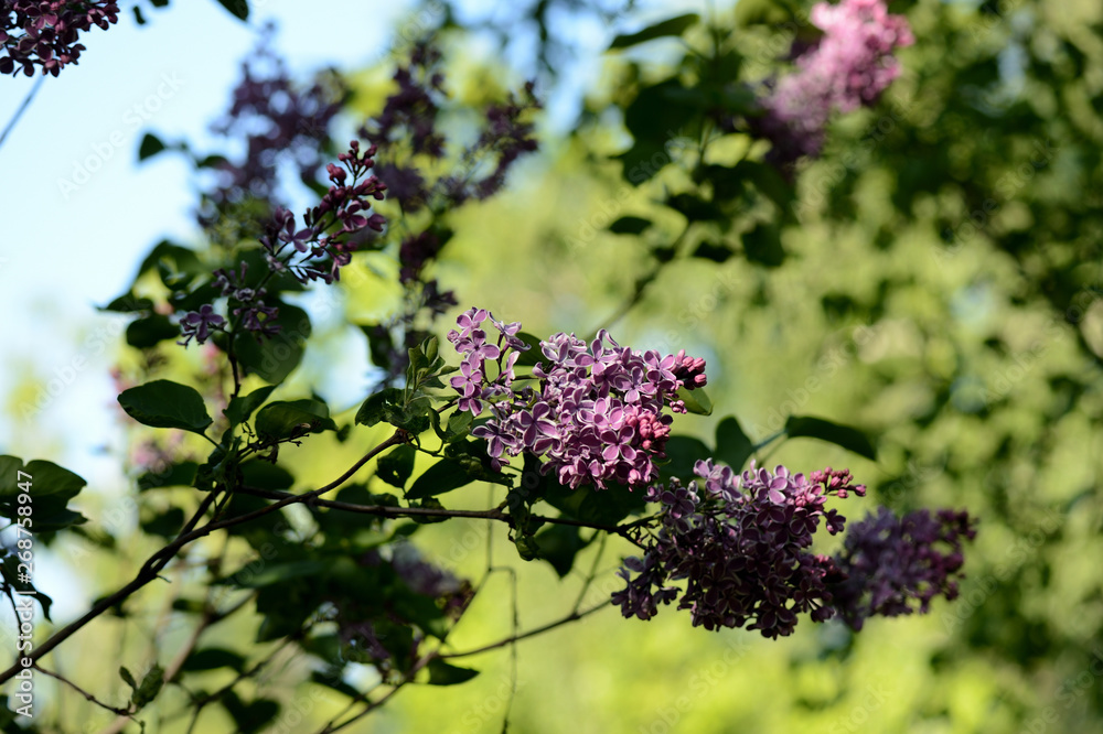 Beautiful lilac flowers in the garden on a sunny day Beautiful lilac flowers in the garden on a sunny day