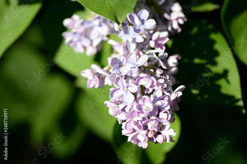 Beautiful lilac flowers in the garden on a sunny day
