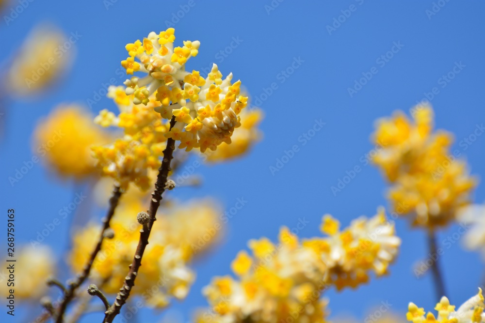 青空を背景にミツマタの黄色の花 青空を背景にミツマタの黄色の花