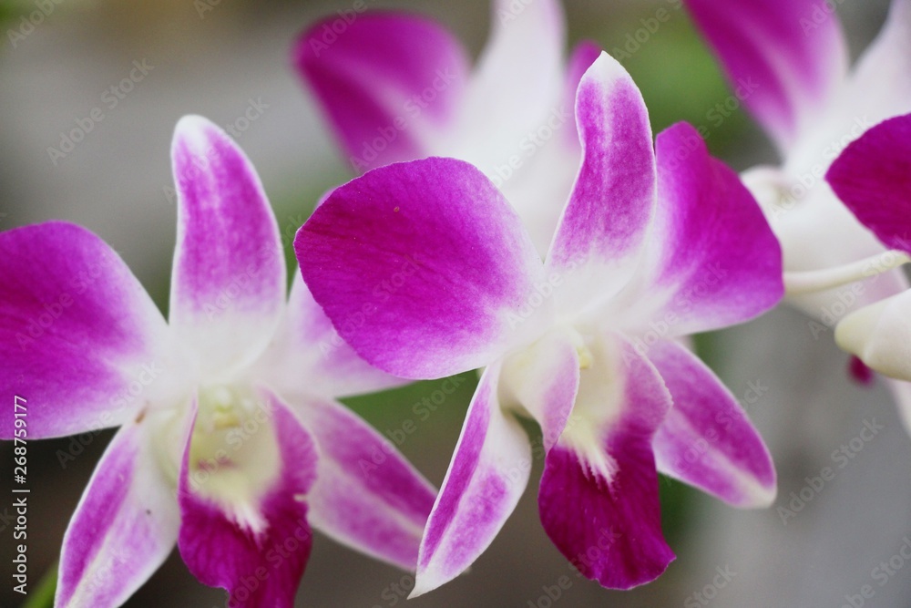 Orchid flower is beautiful in the garden