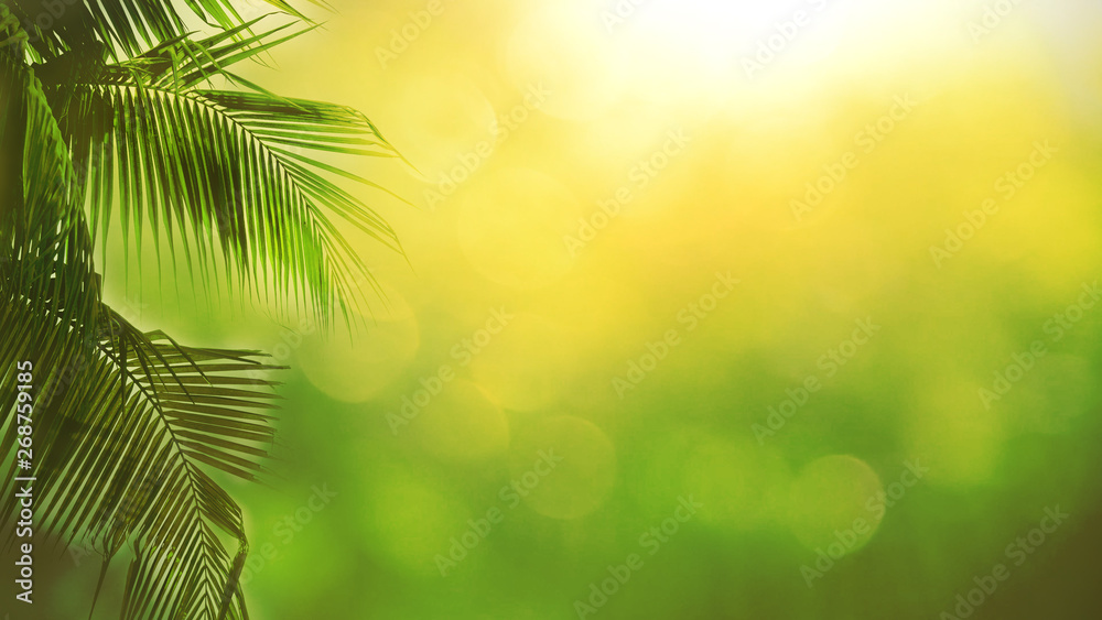 Blur beautiful nature green palm leaf on tropical with bokeh sun light abstract background. Copy space of summer vacation and business travel concept. Vintage tone filter effect color style Blur beautiful nature green palm leaf on tropical with bokeh sun light abstract background. Copy space of summer vacation and business travel concept. Vintage tone filter effect color style