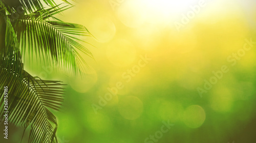 Blur beautiful nature green palm leaf on tropical with bokeh sun light abstract background. Copy space of summer vacation and business travel concept. Vintage tone filter effect color style