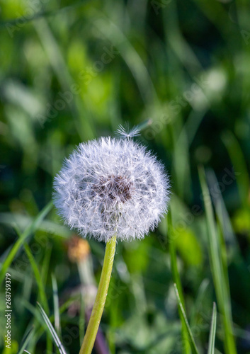 fluffy dandelion