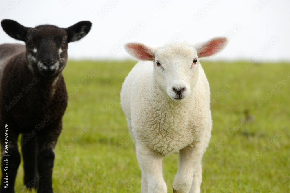 white sheep lamb and black lamb standing on pasture